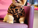 Türkiyenin En Kaliteli Ayı Surat Pomeranian Booları