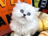 Çok Güzeli̇z Bri̇ti̇sh Longhai̇r