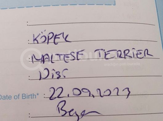 3 Aylık Aşıları Yapıldı Maltese Terrier görsel