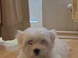3 Aylık Aşıları Yapıldı Maltese Terrier