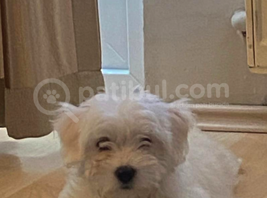 3 Aylık Aşıları Yapıldı Maltese Terrier görsel