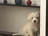 3 Aylık Aşıları Yapıldı Maltese Terrier
