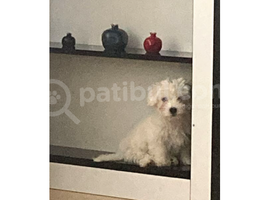 3 Aylık Aşıları Yapıldı Maltese Terrier görsel