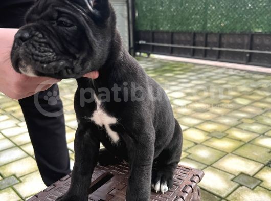 A Kalite Küt Burunlu Corso Bebekler görsel