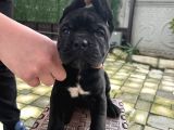 A Kalite Küt Burunlu Corso Bebekler