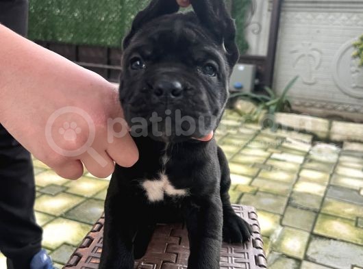 A Kalite Küt Burunlu Corso Bebekler görsel