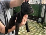 A Kalite Küt Burunlu Corso Bebekler