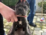 A kalite küt burunlu corso bebekler