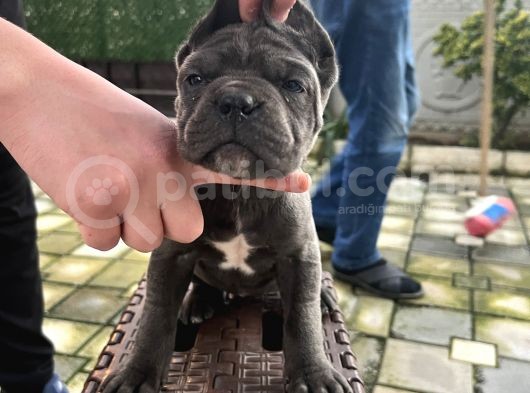 A Kalite Küt Burunlu Corso Bebekler