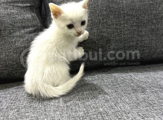 Özel Top Kafa Yavrularım Uyguna Yıl Başı Hediyesi