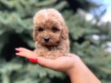 Farklı renk ve tonlarda Toy Poodle yavrular