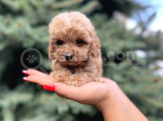 Farklı Renk Ve Tonlarda Toy Poodle Yavrular