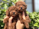 Babyface Toy Poodle Yavrular