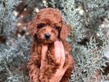 Farklı Renk Ve Tonlarda Toy Poodle Yavrular