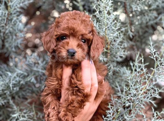 Farklı Renk Ve Tonlarda Toy Poodle Yavrular görsel