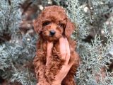 Farklı Renk Ve Tonlarda Toy Poodle Yavrular
