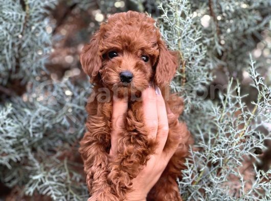Farklı Renk Ve Tonlarda Toy Poodle Yavrular görsel