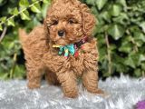 Orjinal Toy Poodle yavrular