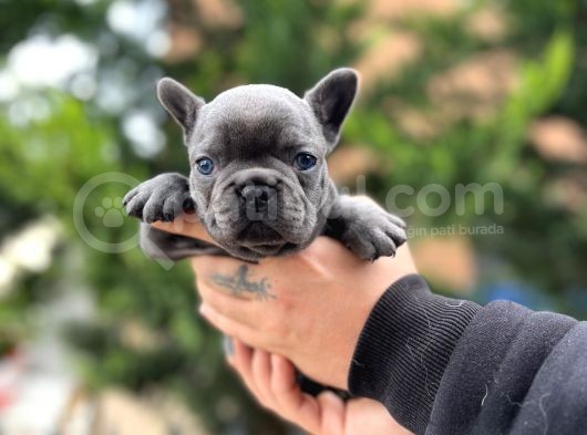 Egzotik Blue French görsel