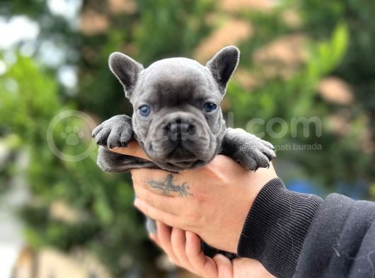 Egzotik Blue French görsel