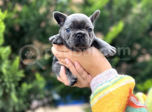 Blue Sevdiğimiz Doğrudur görsel