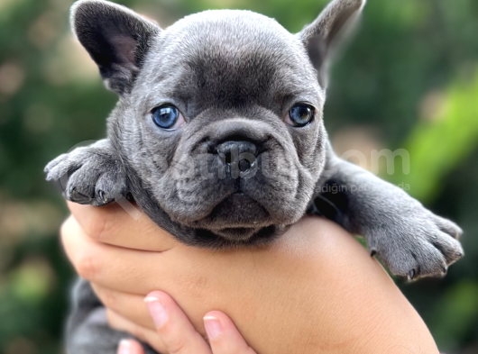 Blue sevdiğimiz doğrudur