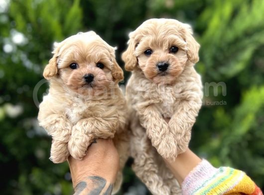 Orjinal Dizayn Irk Maltıpoo Yavrular görsel