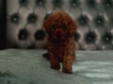 En Küçük Boy Red Brown Di̇şi̇ Poodle
