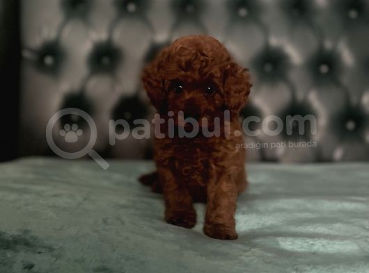 En Küçük Boy Red Brown Di̇şi̇ Poodle görsel