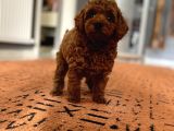 En Küçük Boy Red Brown Di̇şi̇ Poodle