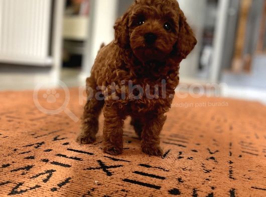 En Küçük Boy Red Brown Di̇şi̇ Poodle görsel