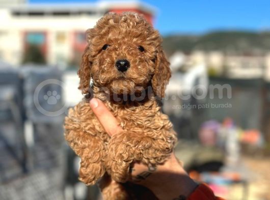 Scrli̇ Red Brown Toy Poodle