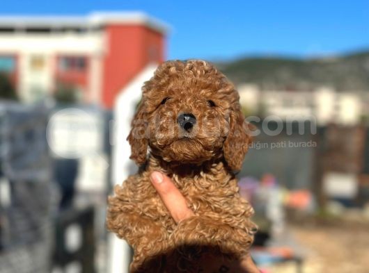 Scrli̇ Red Brown Toy Poodle görsel