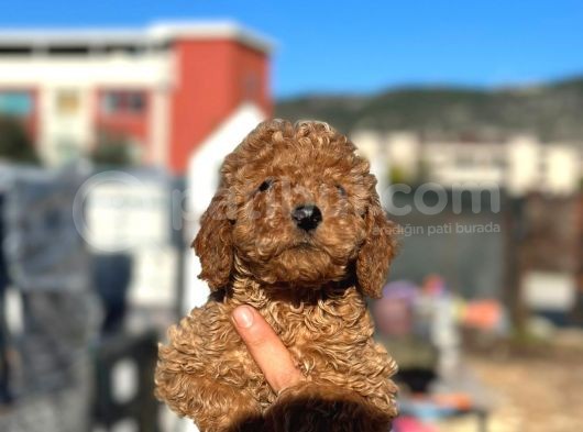 Scrli̇ Red Brown Toy Poodle görsel