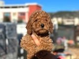 Scrli̇ Red Brown Toy Poodle