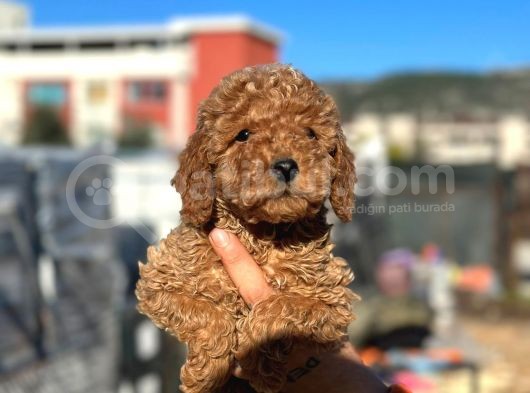 Scrli̇ Red Brown Toy Poodle görsel