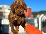 SHOW KALİTE MİNİ BOY RED BROWN TOY POODLE