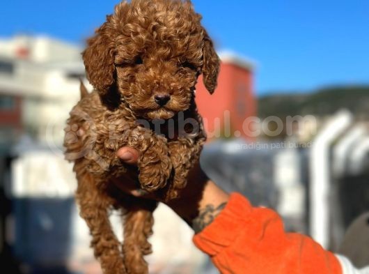 Show Kali̇te Mi̇ni̇ Boy Red Brown Toy Poodle
