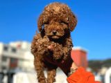 Show Kali̇te Mi̇ni̇ Boy Red Brown Toy Poodle
