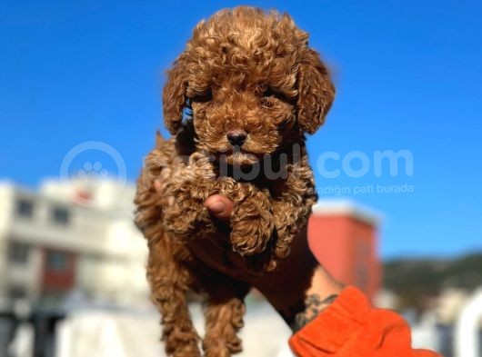 Show Kali̇te Mi̇ni̇ Boy Red Brown Toy Poodle görsel