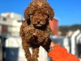 Show Kali̇te Mi̇ni̇ Boy Red Brown Toy Poodle