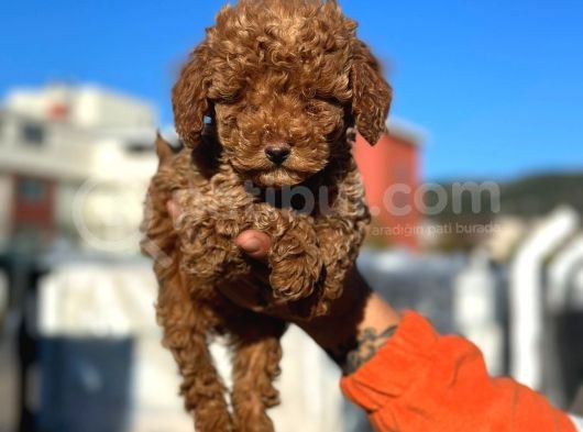 Show Kali̇te Mi̇ni̇ Boy Red Brown Toy Poodle görsel