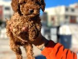 Show Kali̇te Mi̇ni̇ Boy Red Brown Toy Poodle