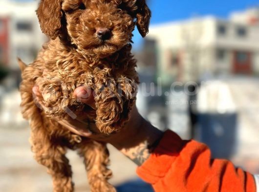 Show Kali̇te Mi̇ni̇ Boy Red Brown Toy Poodle görsel