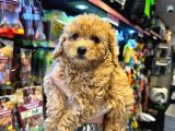 En Mi̇ni̇k Boy - Toy Poodle Bebekler - Aron Güvencesi̇ İle