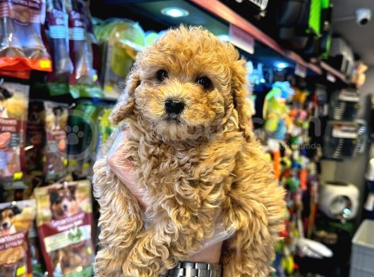 En Mi̇ni̇k Boy - Toy Poodle Bebekler - Aron Güvencesi̇ İle görsel