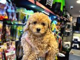 En Mi̇ni̇k Boy - Toy Poodle Bebekler - Aron Güvencesi̇ İle