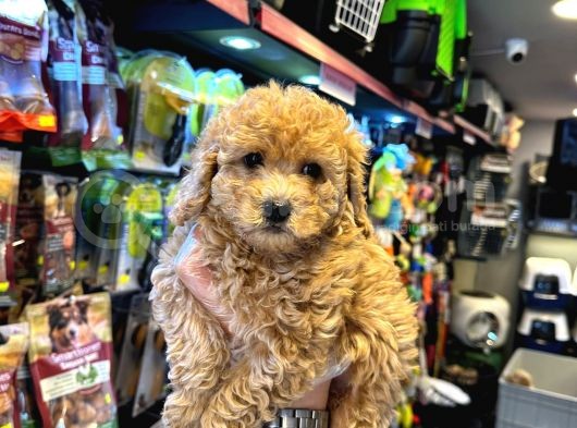 En Mi̇ni̇k Boy - Toy Poodle Bebekler - Aron Güvencesi̇ İle görsel