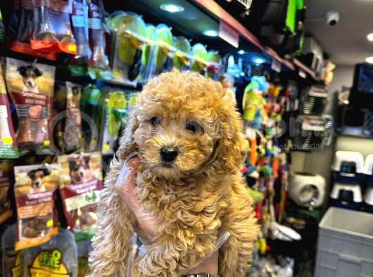 En Mi̇ni̇k Boy - Toy Poodle Bebekler - Aron Güvencesi̇ İle görsel