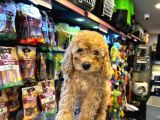 En Mi̇ni̇k Boy - Toy Poodle Bebekler - Aron Güvencesi̇ İle